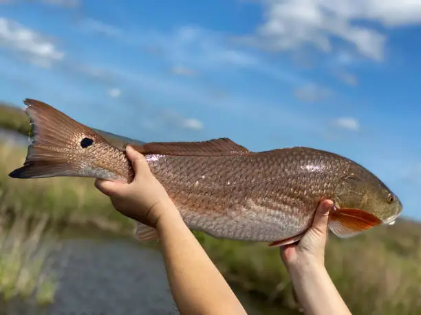 A Redfish In The Louisiana Marsh