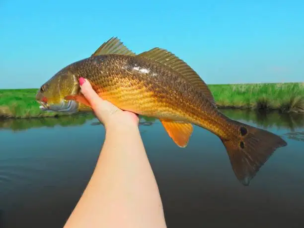 A Redfish Caught In The Louisiana Marsh