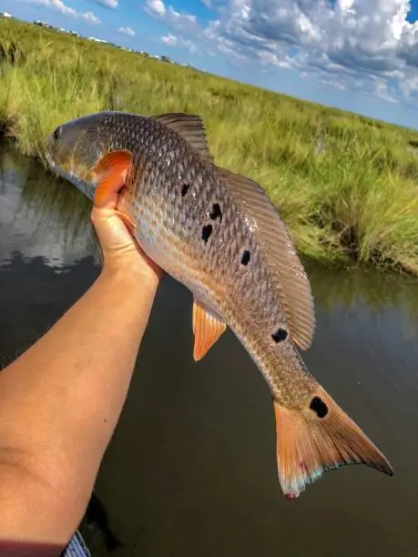A Spotted Redfish Caught In The Louisiana Marsh