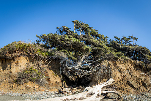 The tree of life on the coastline of Olympic National Park in Washington State clinging onto the cliffs on Kalaloch Beach.