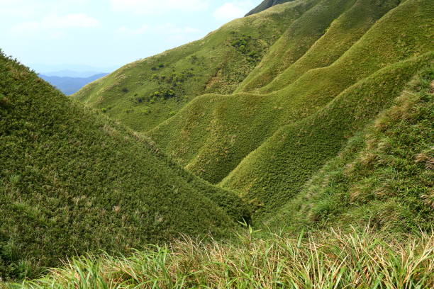 Famous Matcha (Green Tea) Mountain, Shengmu Hiking Trail (Marian Hiking Trail), Jiaoxi, Yilan, Taiwan