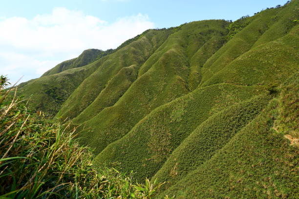 istock Famous Matcha (Green Tea) Mountain, Shengmu Hiking Trail 1309850545