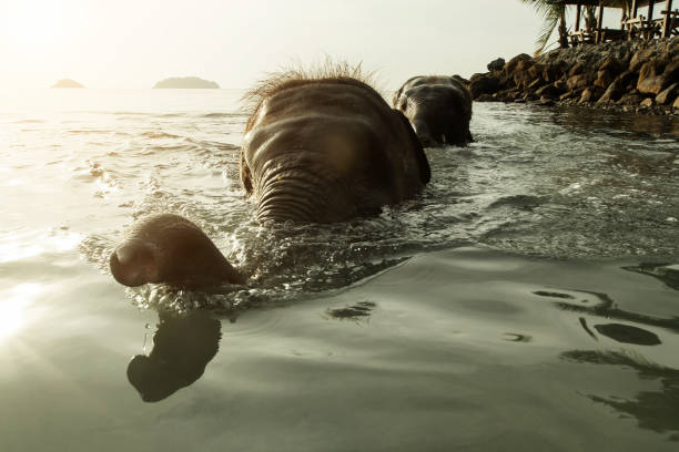 elefanti che nuotano nel golfo di thailandia. - 18602 foto e immagini stock