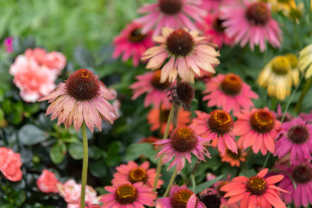 istock Wilted flower garden 1309855191