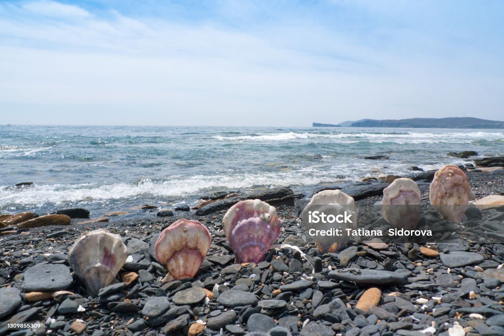 Shell Diagonal Scallop Shells Forming A Diagonal Row On A Beach Stock Photo - Download ...