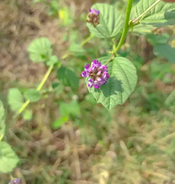 Photo of Beautiful psoralea corylifolia,babchi,bakuchiol flower Indian