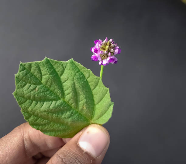 schöne psoralea corylifolia,babchi,bakuchiol blume indisch - herbal medicine herb leaf india stock-fotos und bilder