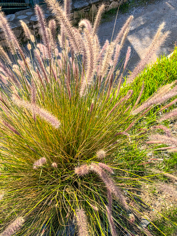 Pennisetum villosum, feathertop grass