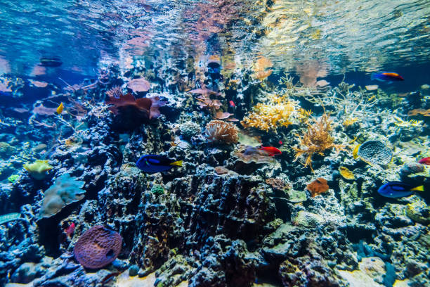 colorful tropical beautiful exotic fish swim between coral reefs and algae