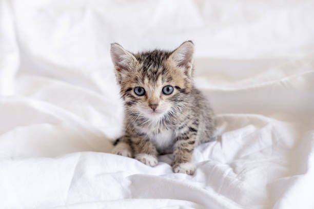 engraçado molhado tabby gatinho listrado bonito sentado depois de tomar banho na cama branca. animal de estimação de gatinho limpo - soaking tub - fotografias e filmes do acervo