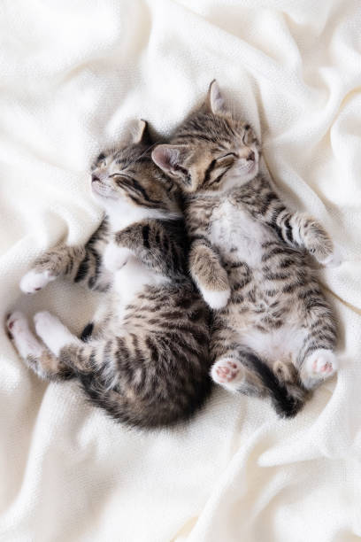 istock Two small striped domestic kittens sleeping at home lying on bed white blanket funny pose. cute adorable pets cats 1309858749