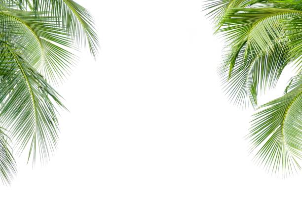 istock Coconut palm leaf isolated on white background 1309859658