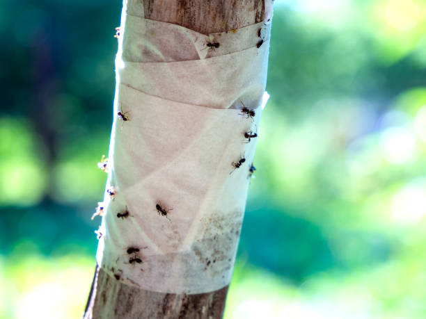 istock Adhesive tape insect barrier on the tree trunk 1309860455