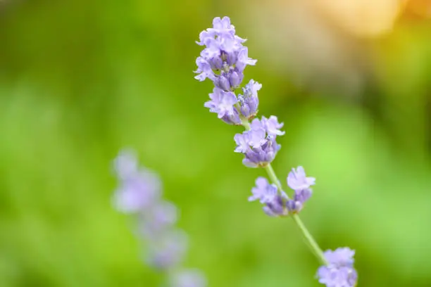 Lavender flower bloom in the lavender fields flower garden background, Close up purple flowers