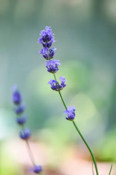 Lavender flower bloom in the lavender fields flower garden background, Close up purple flowers