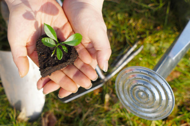 istock little plant in heart shape in hands at spring time 1309862115
