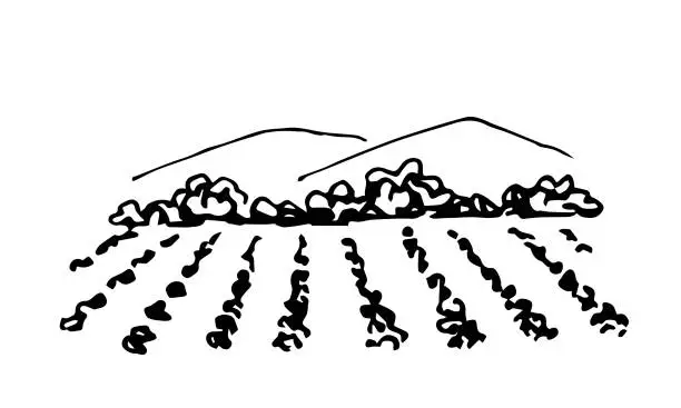 Vector illustration of Hand-drawn vector ink sketch. Farm fields, mountains on the horizon. Growing agricultural plants. Rustic, rural landscape. For the design of labels, logos of wines, drinks.
