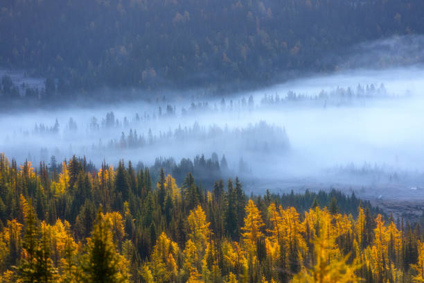istock Foggy forest in autumn 1309863167