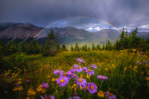 From the highest point on the Icefields Parkway (2070 m), hike beyond the Peyto Lake Viewpoint on the upper self-guided nature trail, then follow an old fire road to the lookout. Watch for all kinds of wild flowers