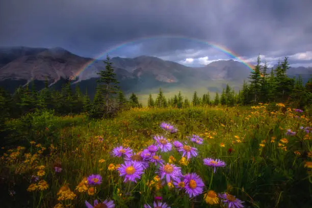 Photo of Wildflowers and Rainbow