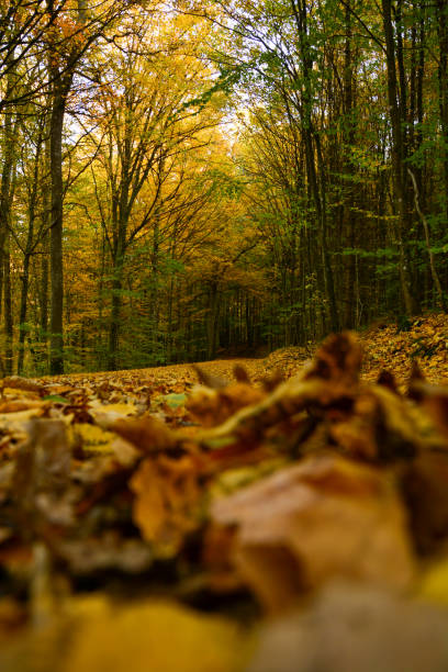 sentiero forestale autunnale con foglie e alberi nella foresta vicino a schweinfurt - schweinfurth foto e immagini stock