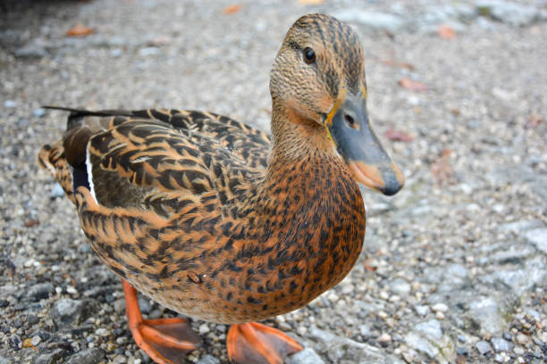 Duck female in close-up