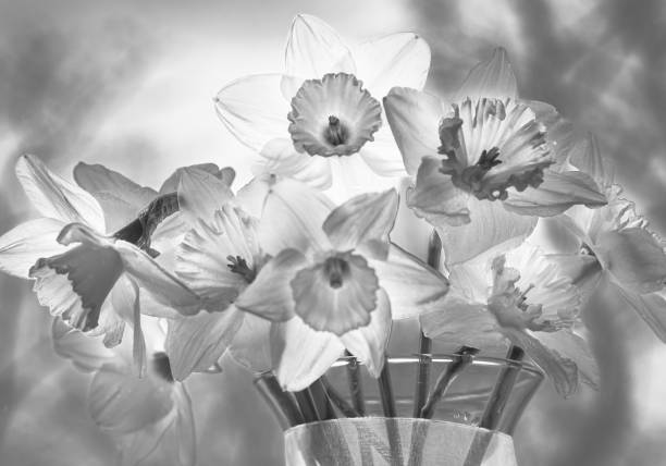 Black and white view of blooming daffodils in vase