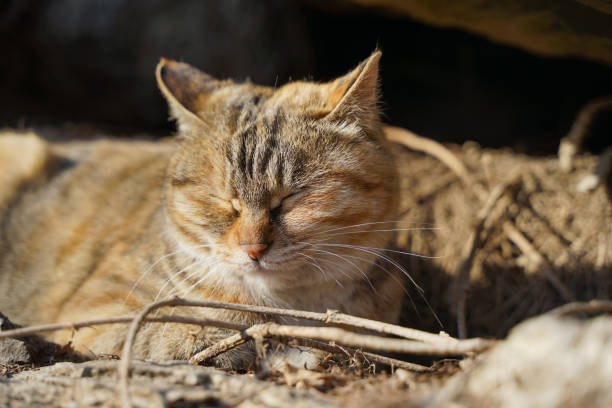istock Tabby cat wild cat in the stray cat mountain forest 1309865718