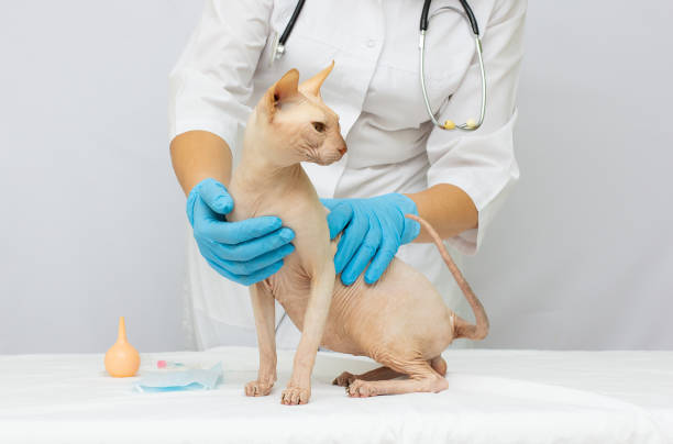 istock Vet doctor with sphynx sick cat 1309865892