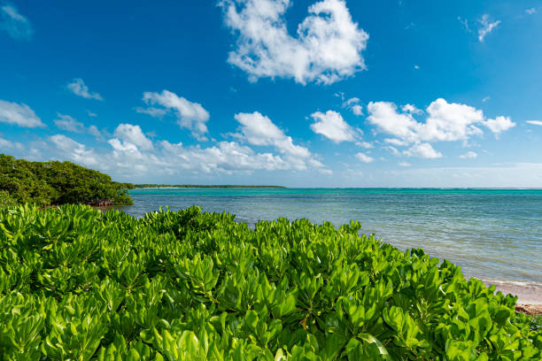 istock Secluded virgin beach in Tulum, Mexico 1309865923