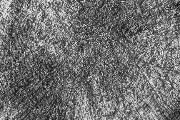istock Background texture of the tree trunk in the cut 1309866737