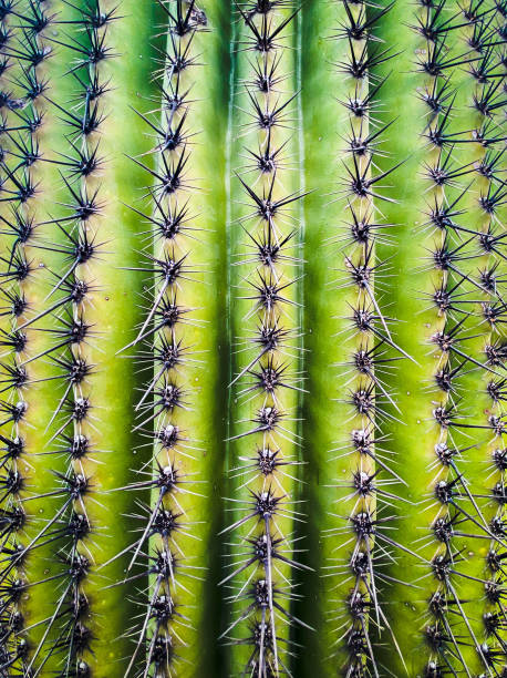 Rows of spines on a saguaro cactus