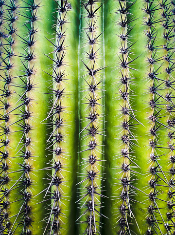 A closeup shot of a cactus