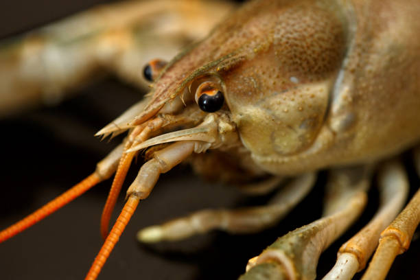 istock macrophotography of river crayfish close-up. selective focus,low focus depth 1309868941