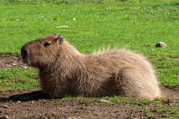 istock Capybara, Hydrochoerus hydrochaeris grazing on fresh green grass 1309870292