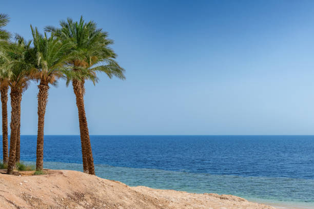 istock Palm trees in tropical beach on Red Sea 1309870531