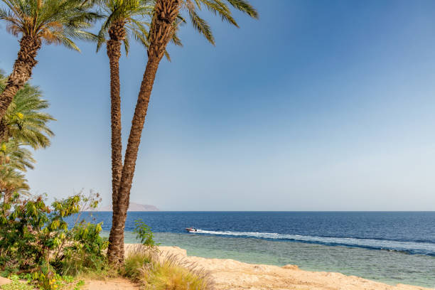 istock Palm trees in tropical beach on Red Sea 1309870533