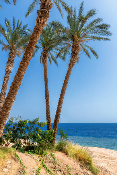 istock Palm trees in tropical beach on Red Sea 1309870560