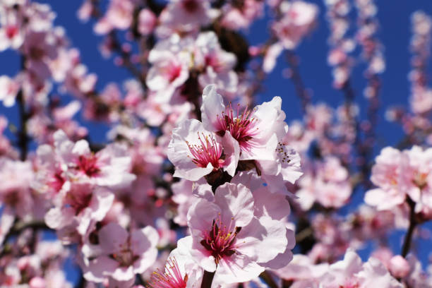 istock Almond blossoms, cherry blossoms (Prunus dulcis) 1309870623