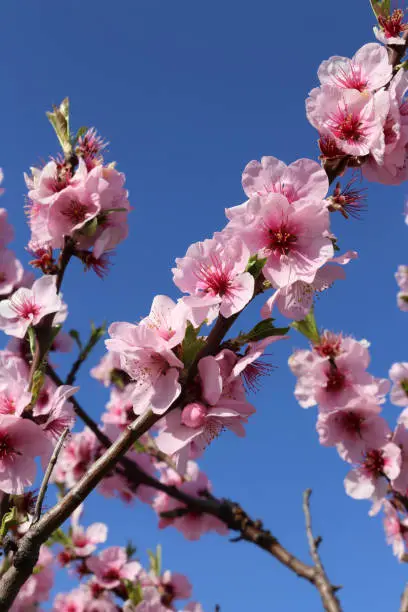 Almond blossoms, cherry blossoms (Prunus dulcis)