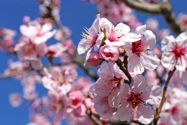 Almond blossoms, cherry blossoms (Prunus dulcis)