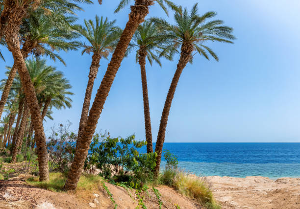 istock Tropical beach with palm trees and tropical Red Sea, Egypt 1309870667