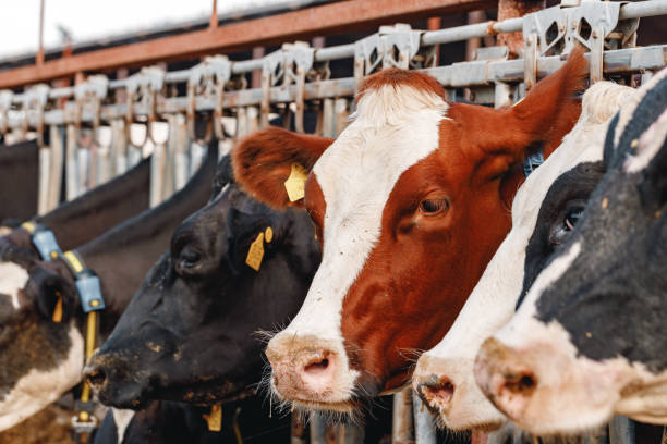 istock Head of a cow standing in a stall 1309871988