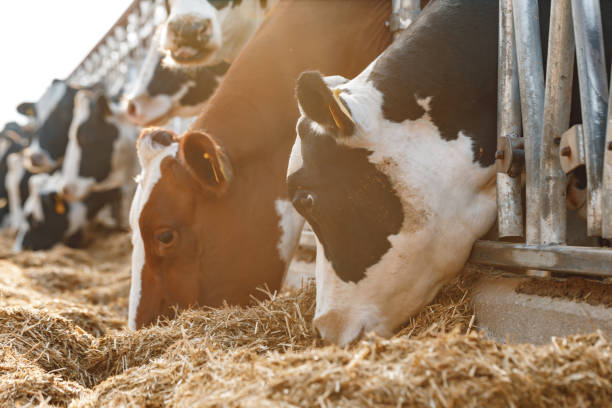 istock Cows standing in a stall and eating hay 1309872559