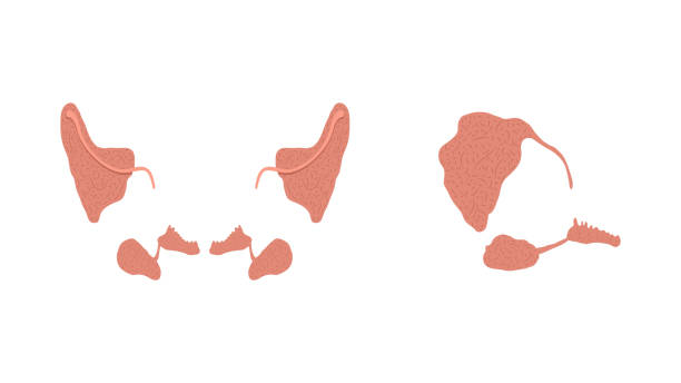 ilustraciones, imágenes clip art, dibujos animados e iconos de stock de ilustración vectorial plana de glándulas salivales sanas, submandibulares y sublinguales. - salivary gland