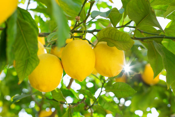 istock Fresh organic lemons on tree in the orchard, harvesting, picking 1309874301