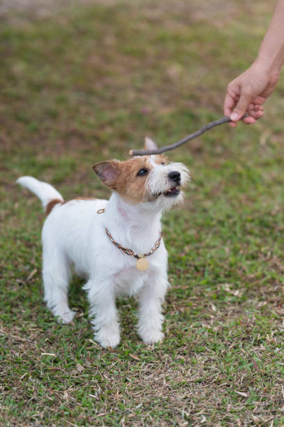 istock Jack Russell Terrier playing in the grass 1309875120