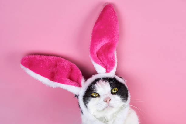 Funny serious cat with rabbit ears on a pink background.