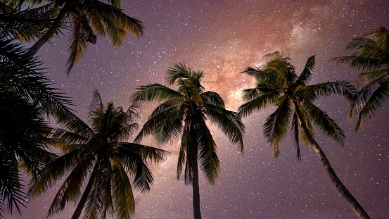 Low angle view of coconut palm trees and their long elegant trunks in silhouette against the Milky Way galaxy in a clear night sky.