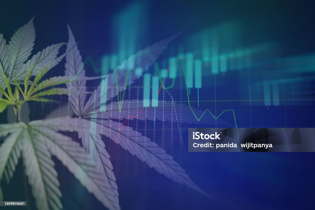 Cannabis business with marijuana leaves and stock graph charts on stock market exchange trading analysis investment, Commercial cannabis medicine money higher value finance and trade profit up trends Business Stock Photo